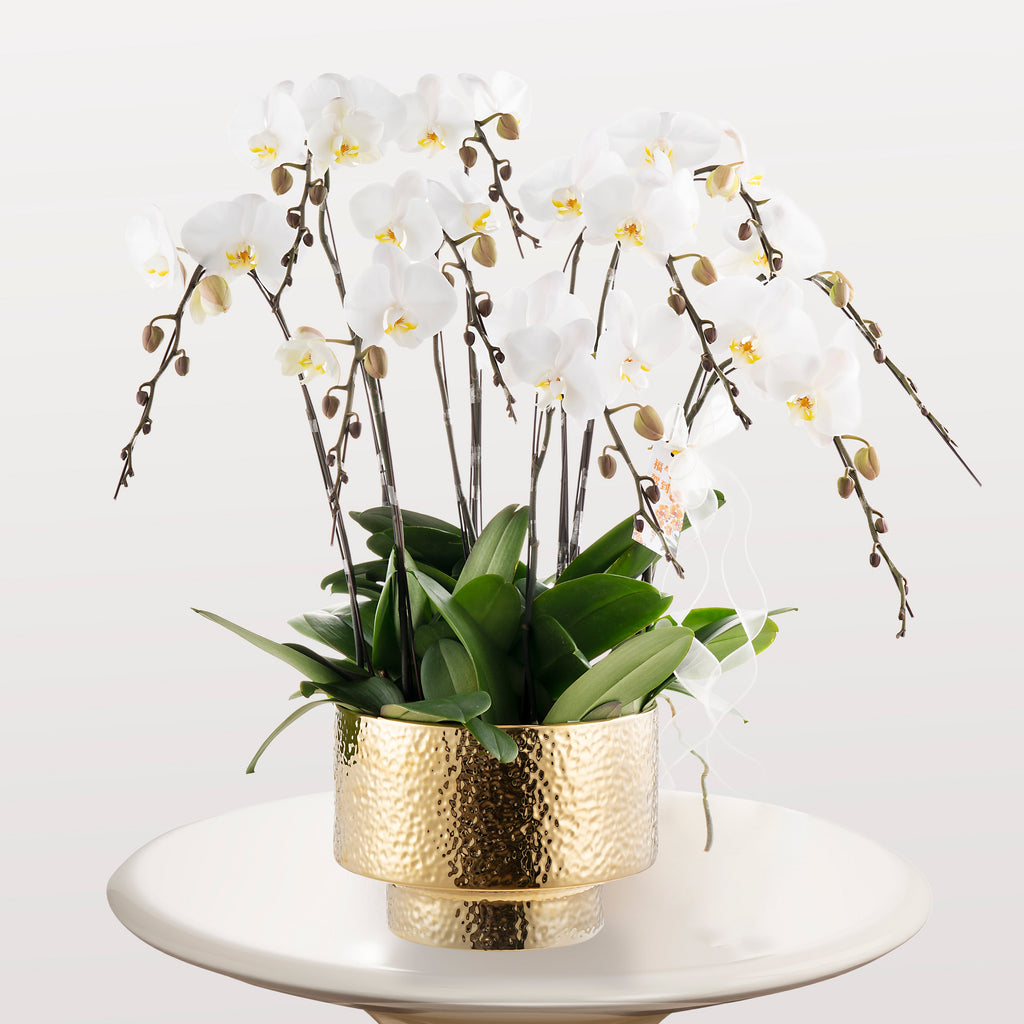 Wedding Dress [ Big White | 50 cm | Live Orchid ]