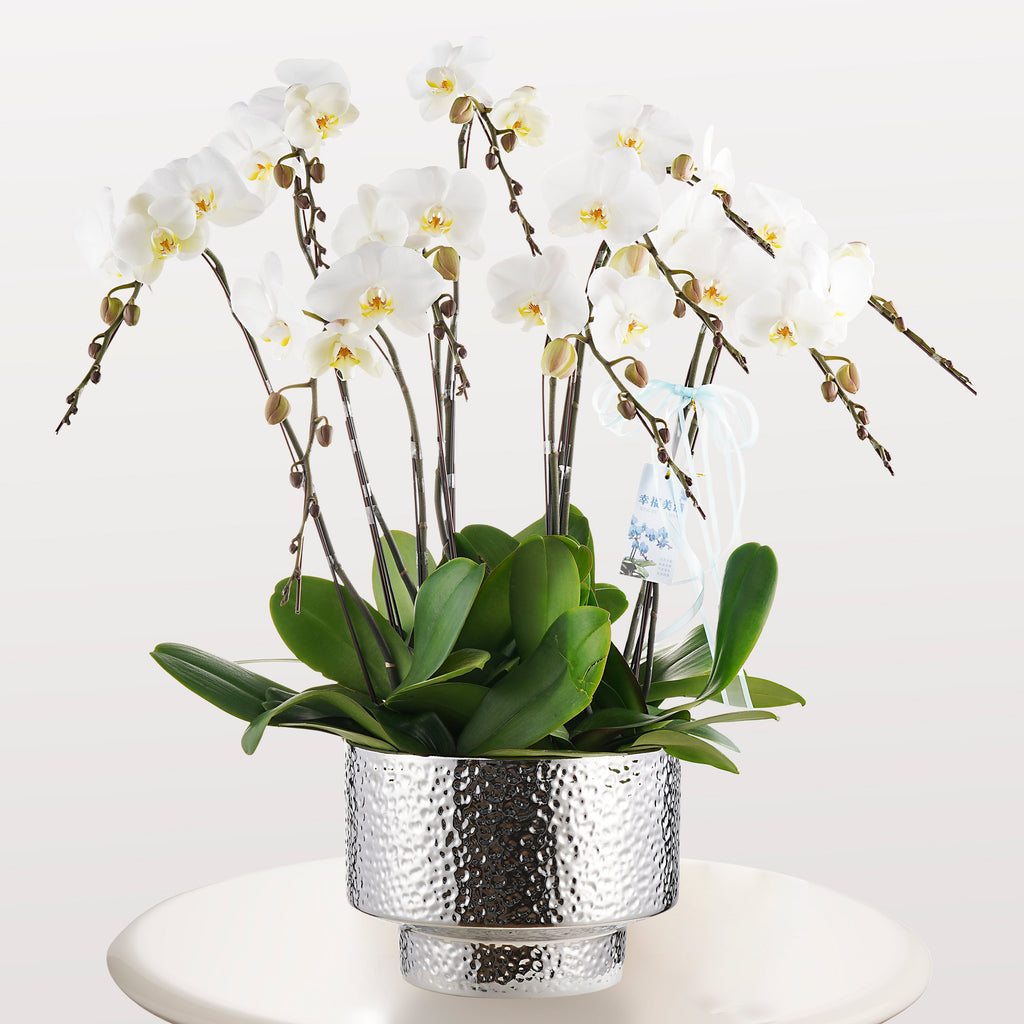 Wedding Dress [ Big White | 50 cm | Live Orchid ]