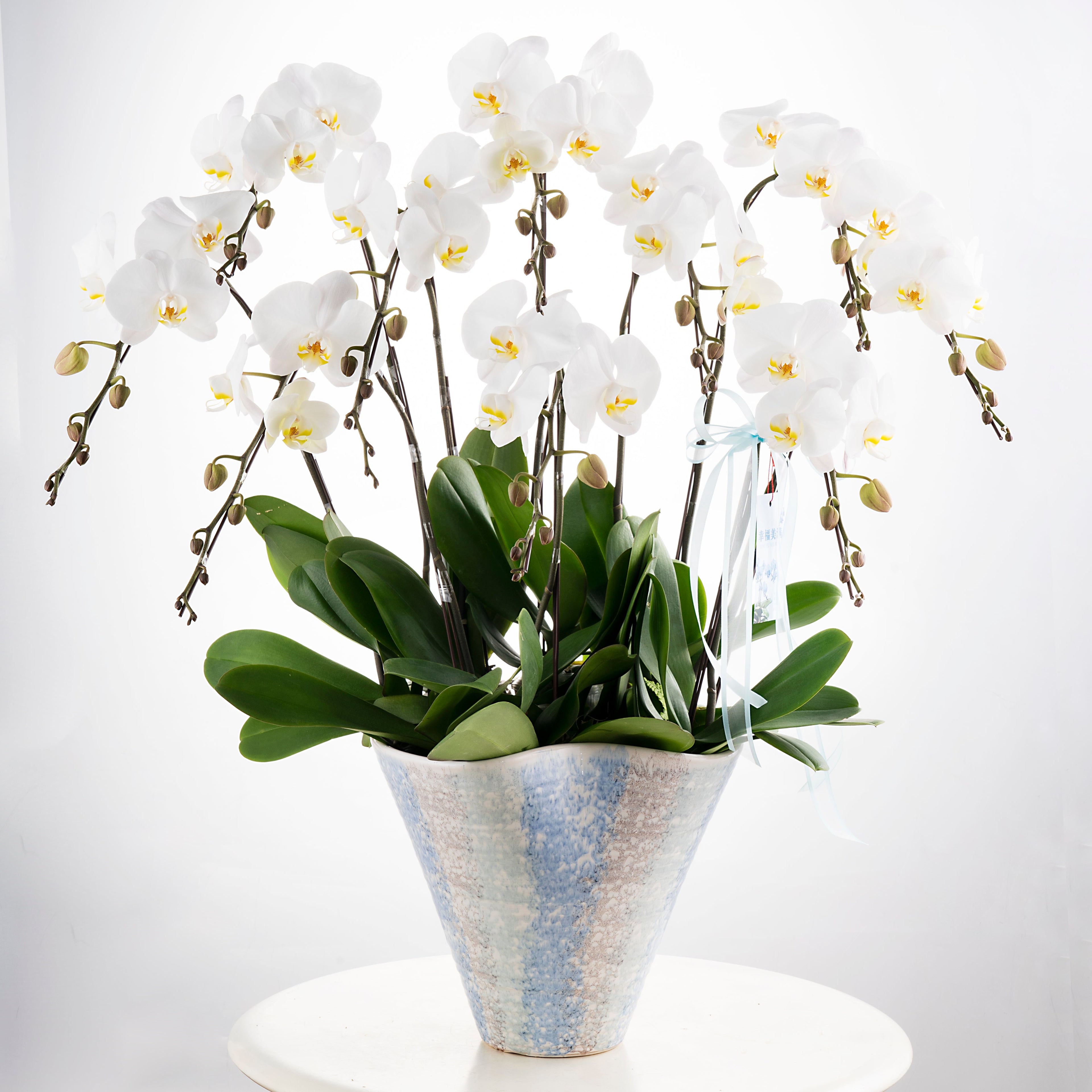 Wedding Dress [ Big White | 50 cm | Live Orchid ]