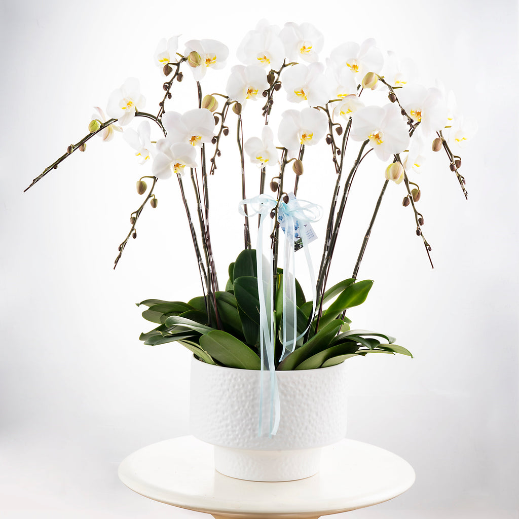 Wedding Dress [ Big White | 50 cm | Live Orchid ]