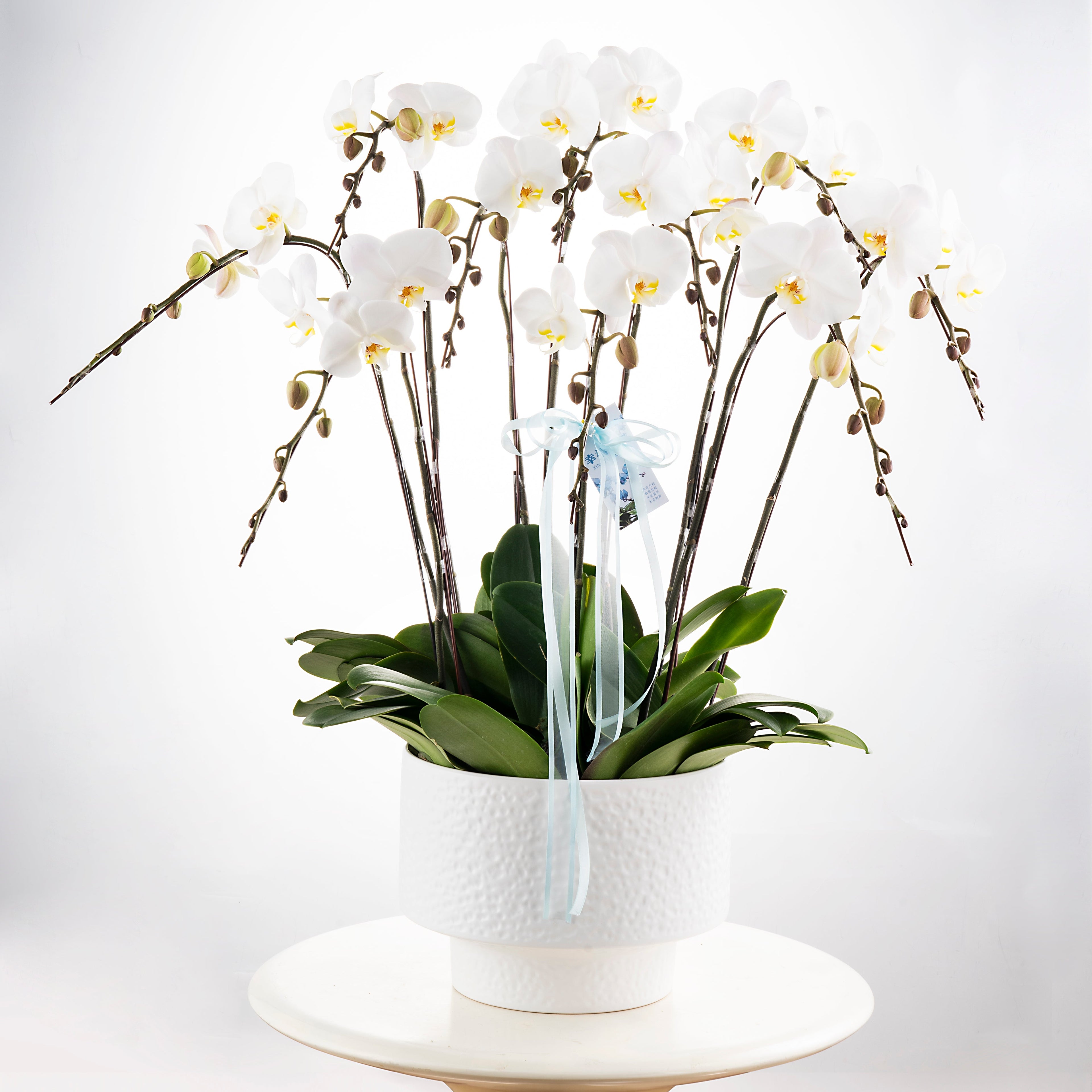 Wedding Dress [ Big White | 50 cm | Live Orchid ]