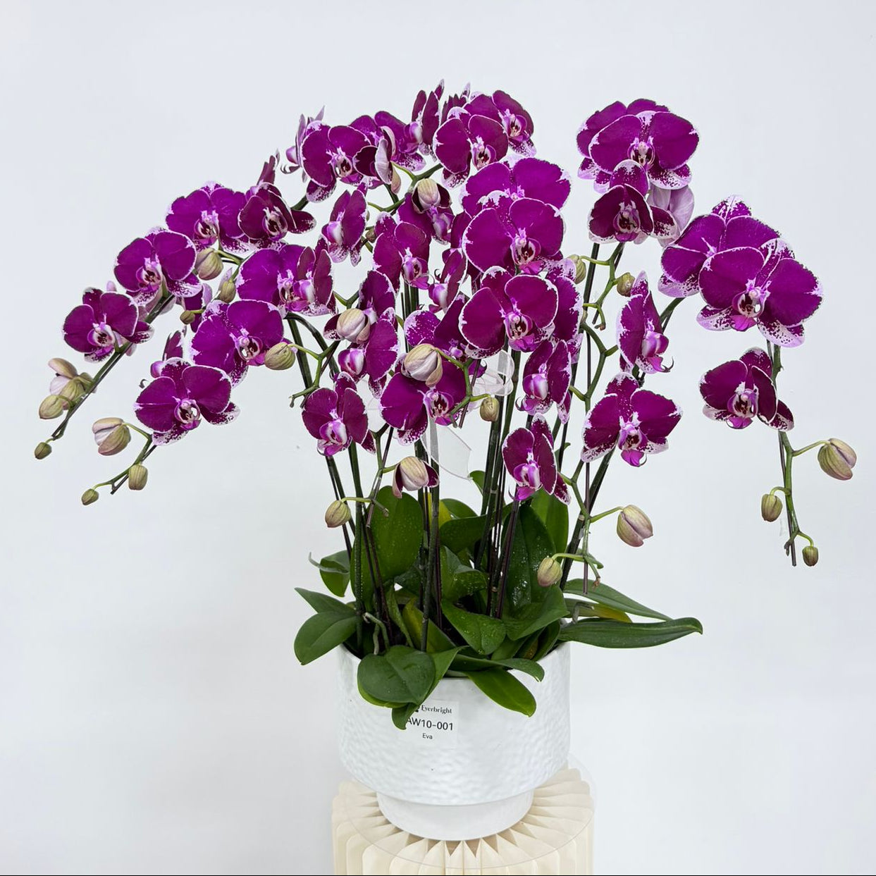 Eva [ Rich Purple | est. 45 cm Height | Live Orchids ]