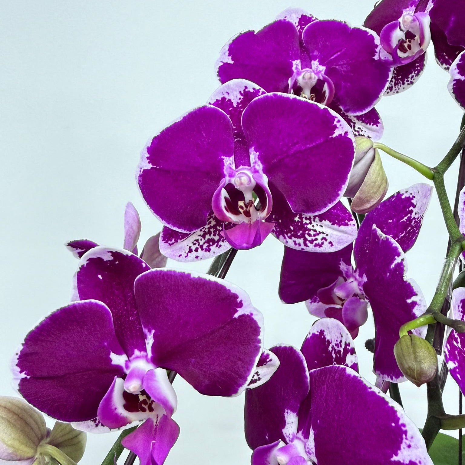 Eva [ Rich Purple | est. 45 cm Height | Live Orchids ]