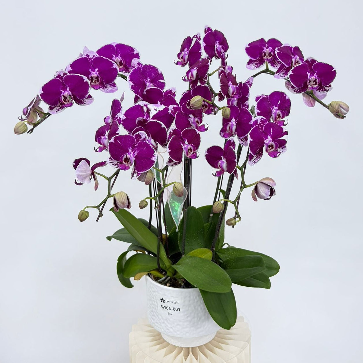 Eva [ Rich Purple | est. 45 cm Height | Live Orchids ]