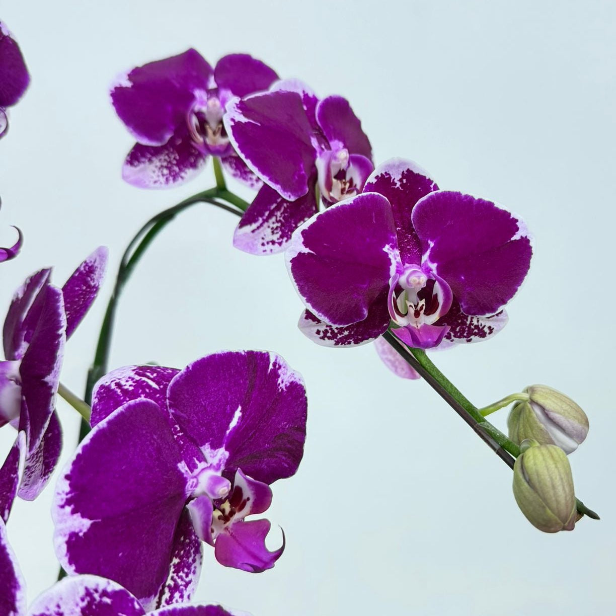 Eva [ Rich Purple | est. 45 cm Height | Live Orchids ]