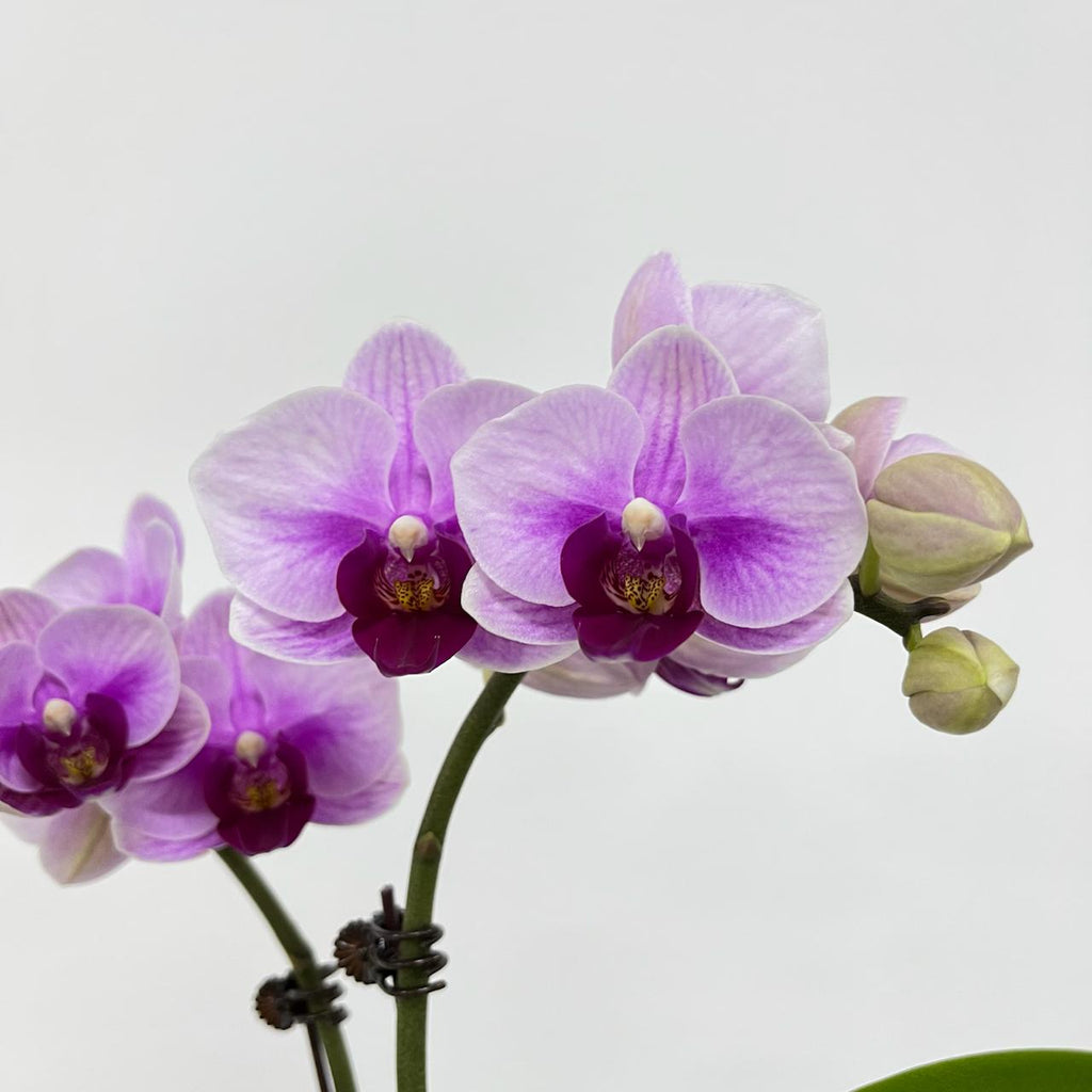 Bundle of 3 Orchids [WITH POT]
