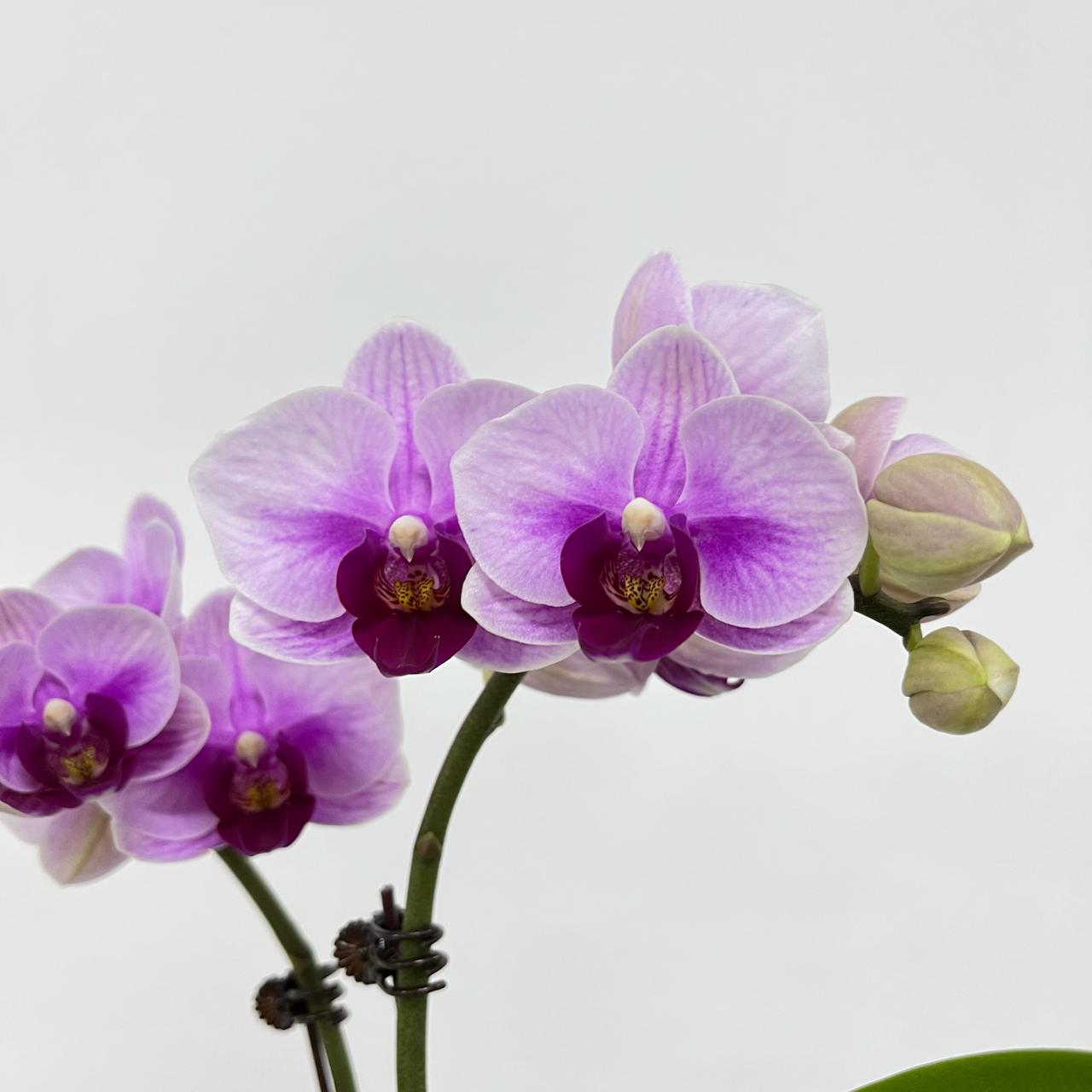 Bundle of 3 Orchids [WITH POT]