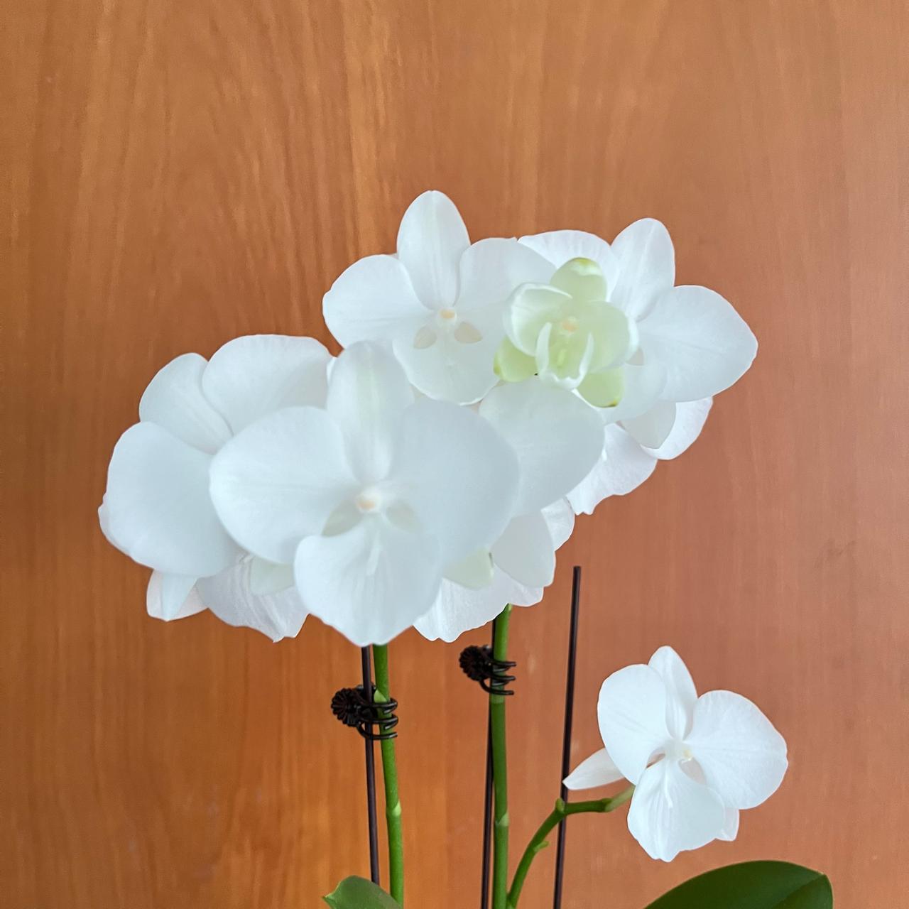 Bundle of 3 Orchids [WITH POT]