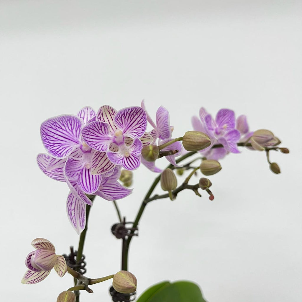 $19.90 Christmas Orchid Sprint! [ WITH PINK POT | LIVE SPECIAL | Single Orchids ]