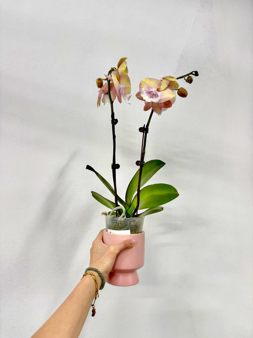 Pink Sunrise [ Gradient Pink & Yellow | est. 45 cm Height | Live Orchids ]