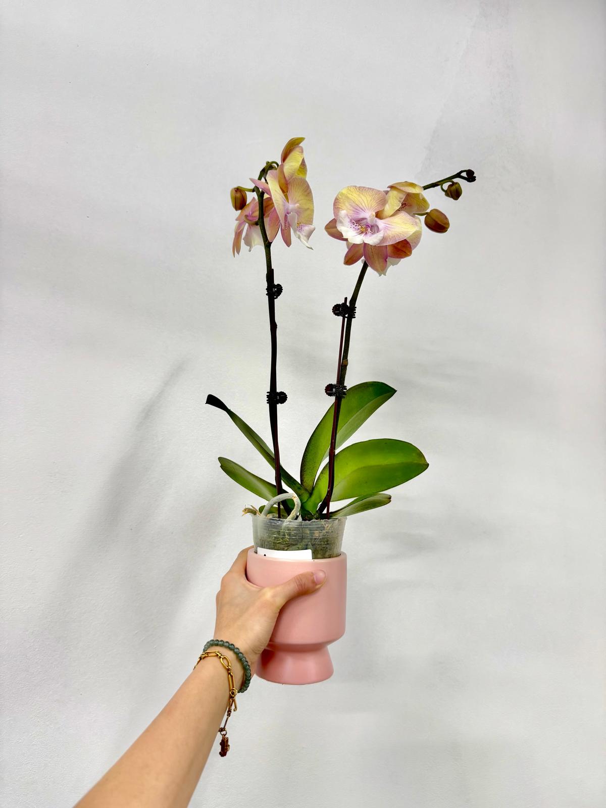 Pink Sunrise [ Gradient Pink & Yellow | est. 45 cm Height | Live Orchids ]