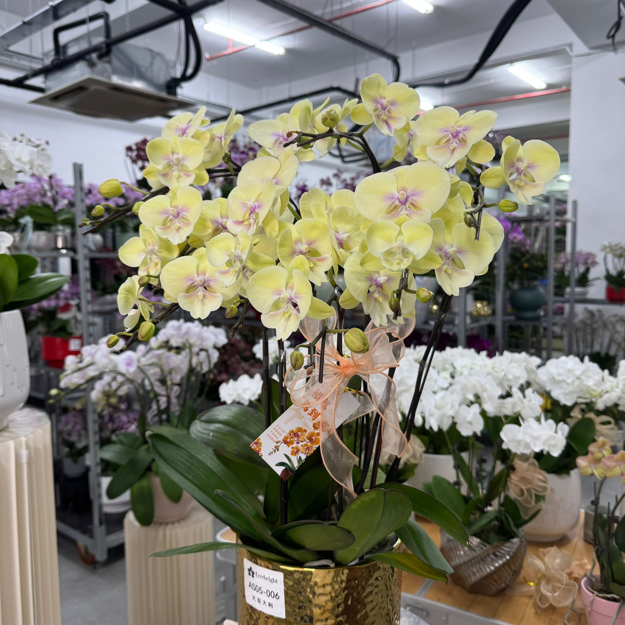 Lucky Gold Gold [ Yellow | est. 45cm Height | Live Orchids]