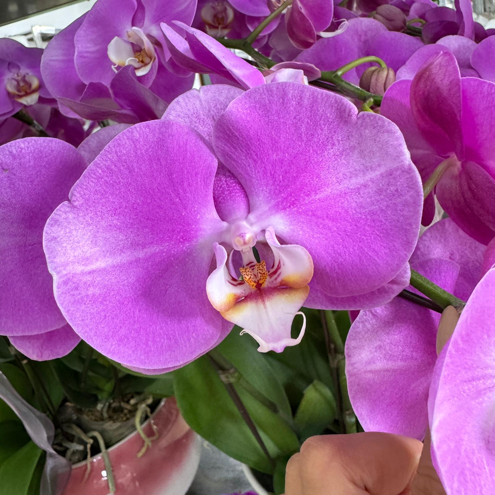 $15 Christmas Orchid Sprint! [ NO POT | LIVE SPECIAL | 5 Colour All Single Orchids ]