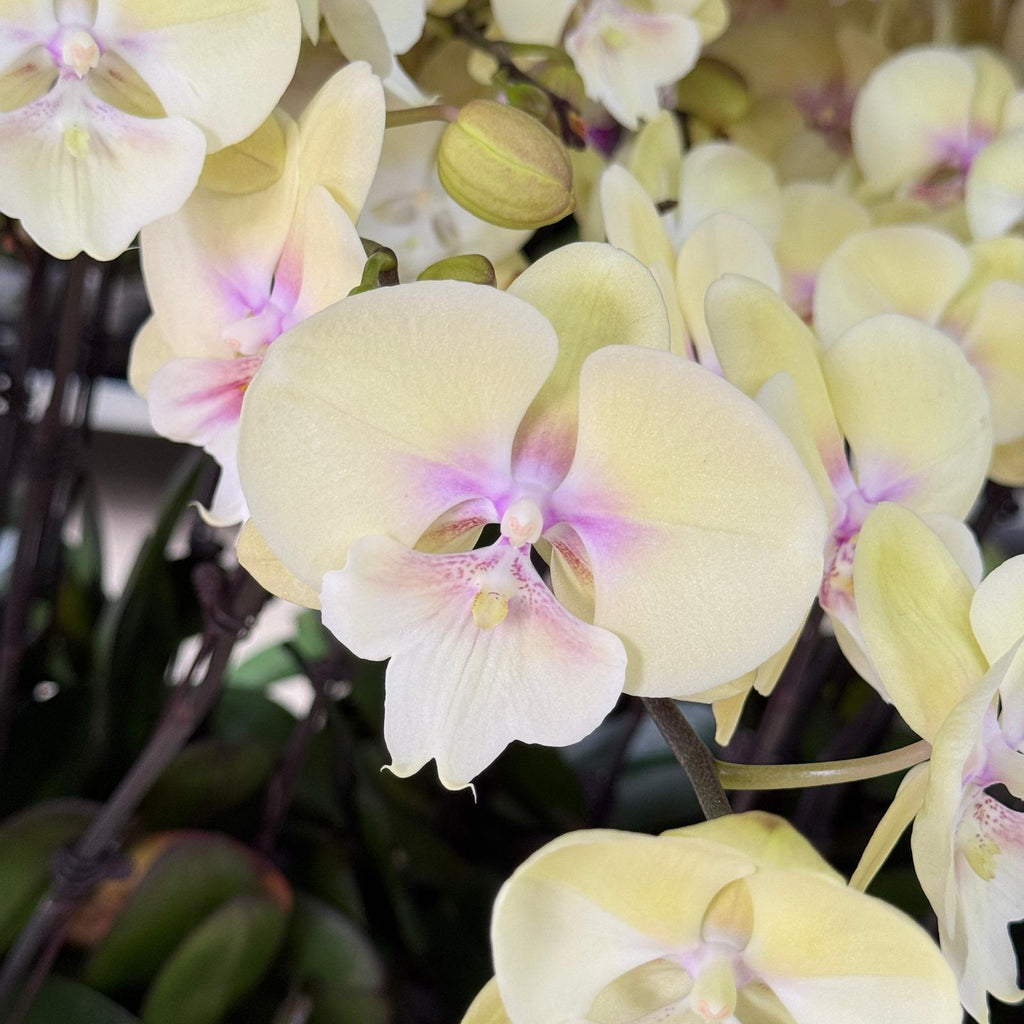 $15 Christmas Orchid Sprint! [ NO POT | LIVE SPECIAL | 5 Colour All Single Orchids ]