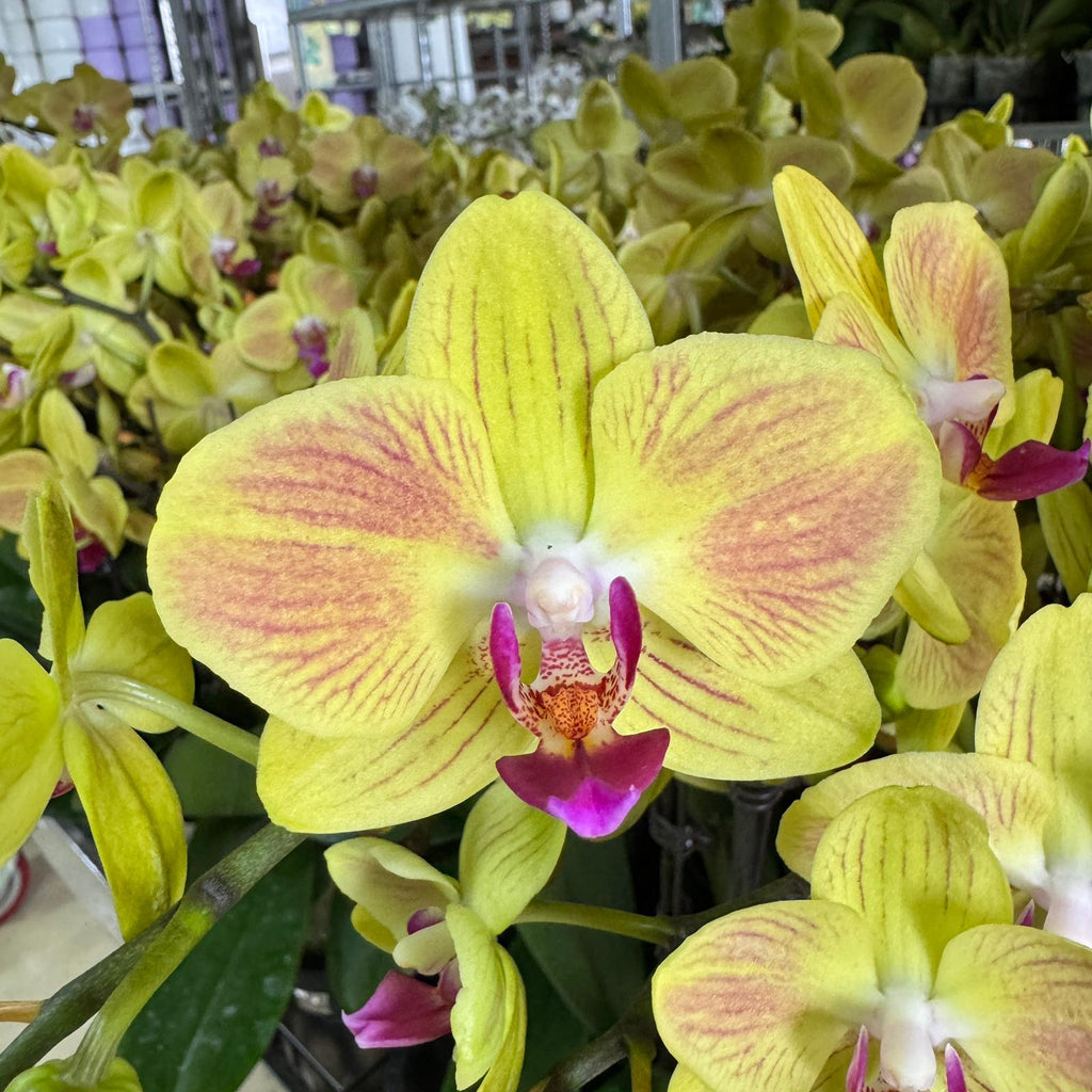 $15 Christmas Orchid Sprint! [ NO POT | LIVE SPECIAL | 5 Colour All Single Orchids ]