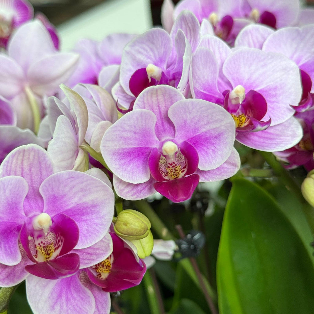 Blushing Harmony [ Baby Pink | est. 45 cm Height | Live Orchids ]