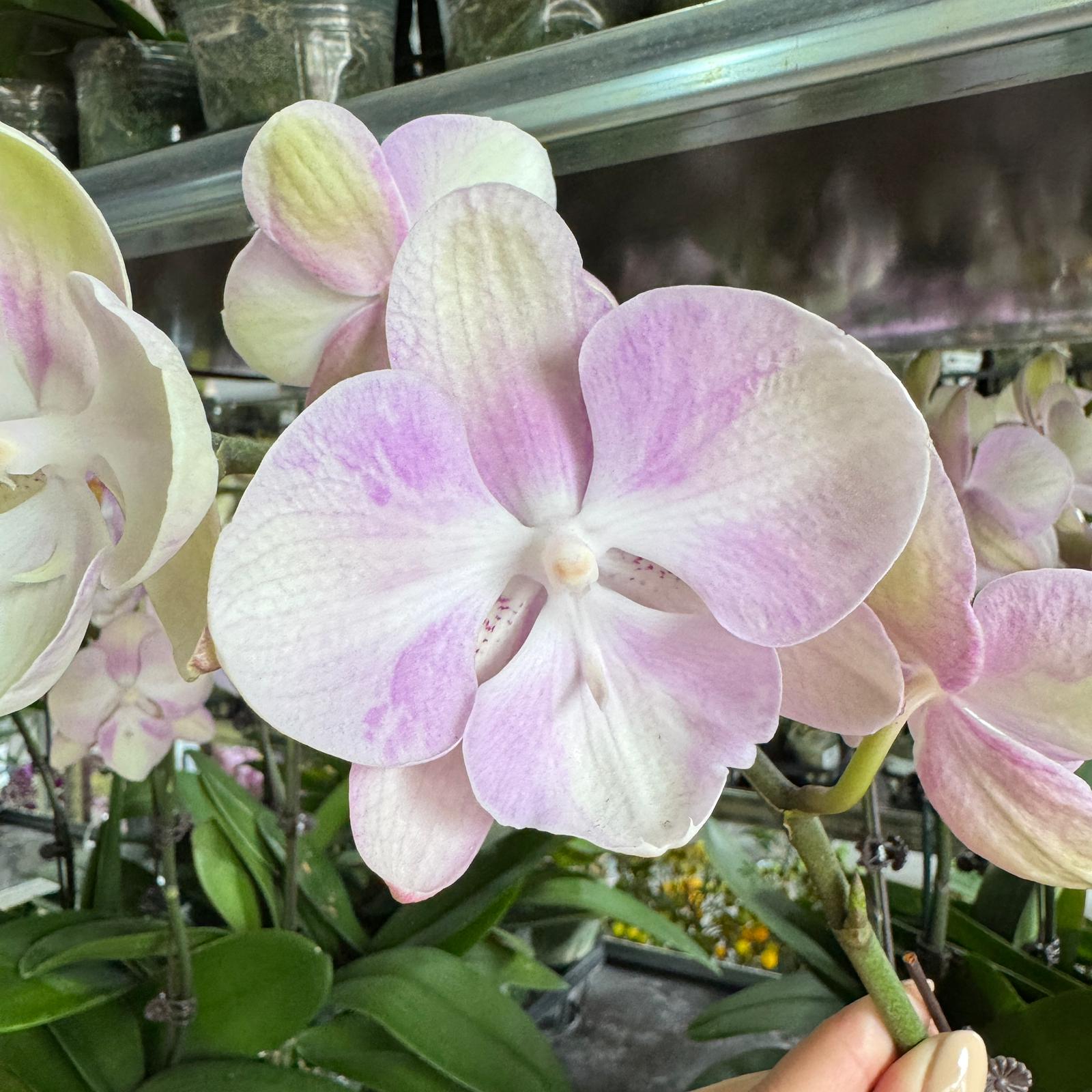 $19.90 Christmas Orchid Sprint! [ WITH PINK POT | LIVE SPECIAL | Single Orchids ]