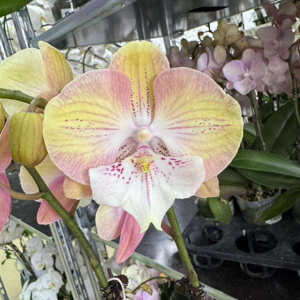 $15 Christmas Orchid Sprint! [ NO POT | LIVE SPECIAL | 5 Colour All Single Orchids ]