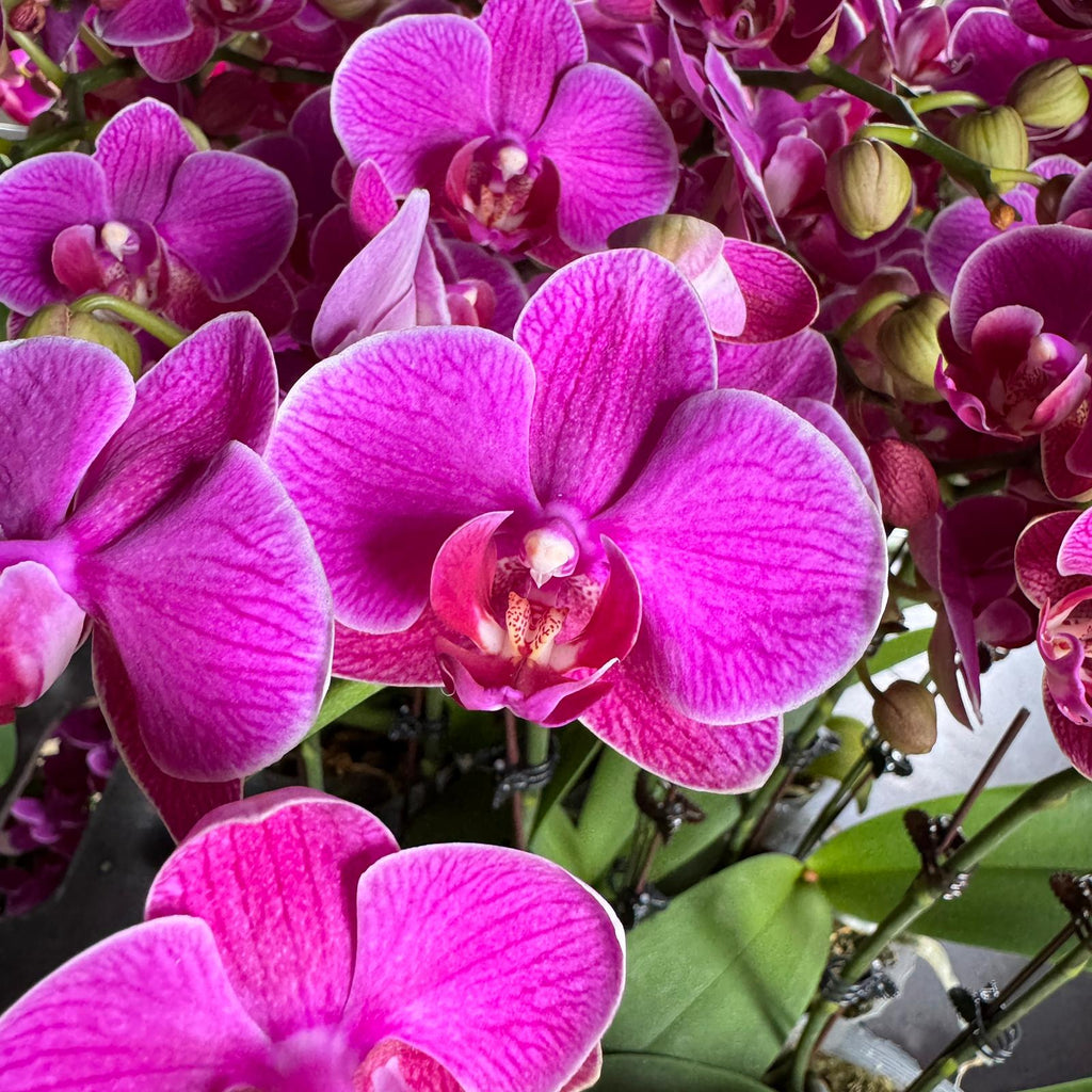 $15 Christmas Orchid Sprint! [ NO POT | LIVE SPECIAL | 5 Colour All Single Orchids ]