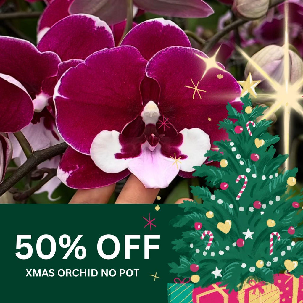 50% OFF Christmas Orchid Sprint! [ NO POT | LIVE SPECIAL | All Single Orchids ]