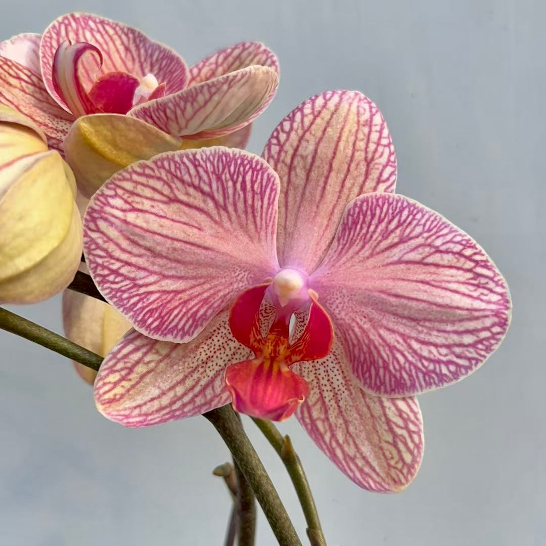 CNY Live Orchid Special [ *YELLOW* POT | CNY Specials ]
