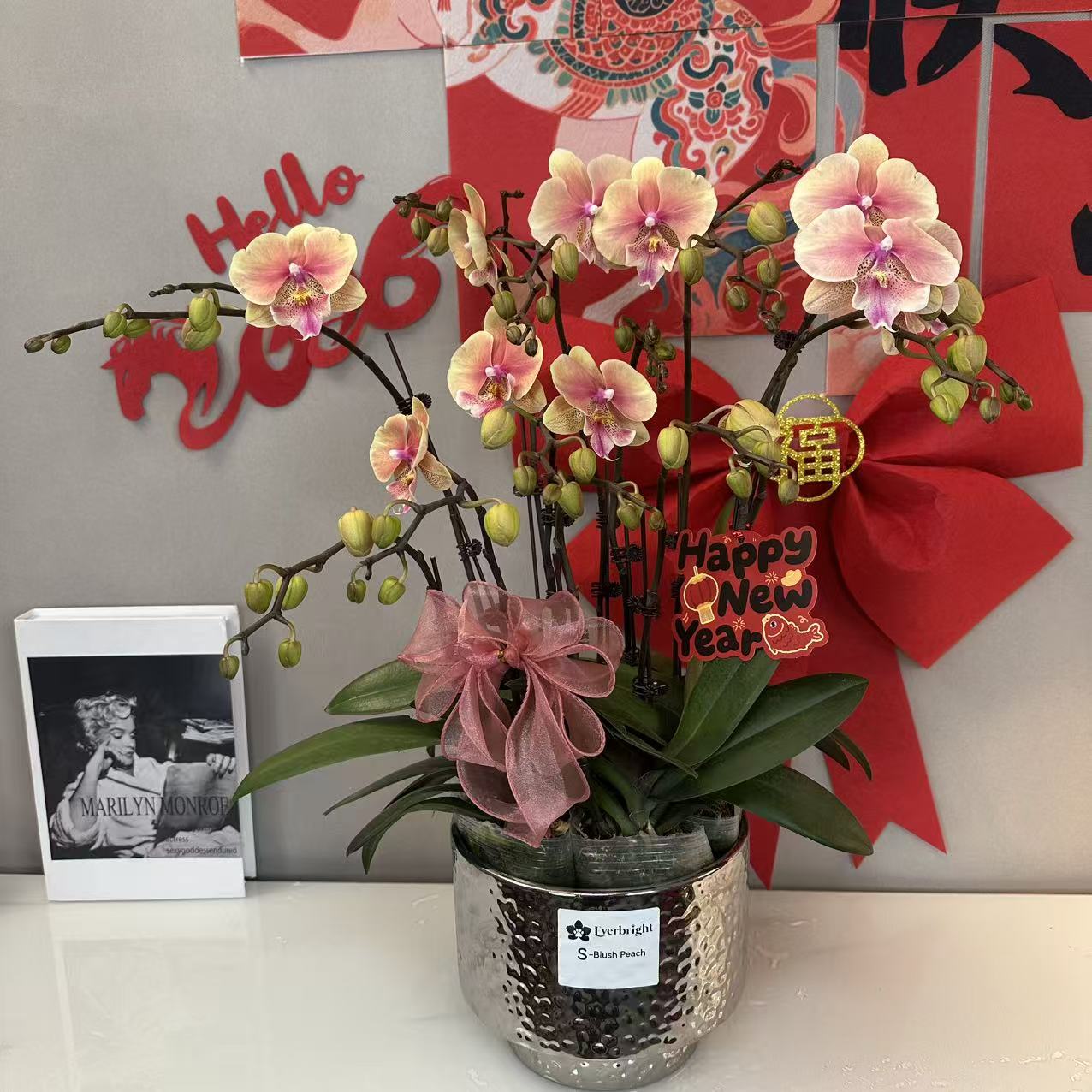 CNY Live Orchids in Silver Pots [LIVESTREAM SPECIAL]