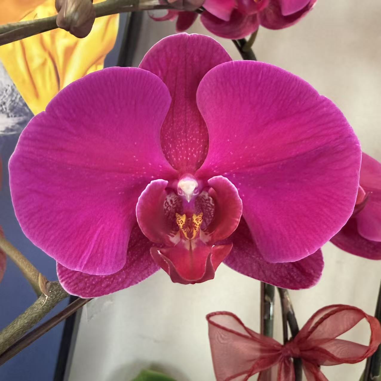 CNY Live Orchid Special [ *YELLOW* POT | CNY Specials ]