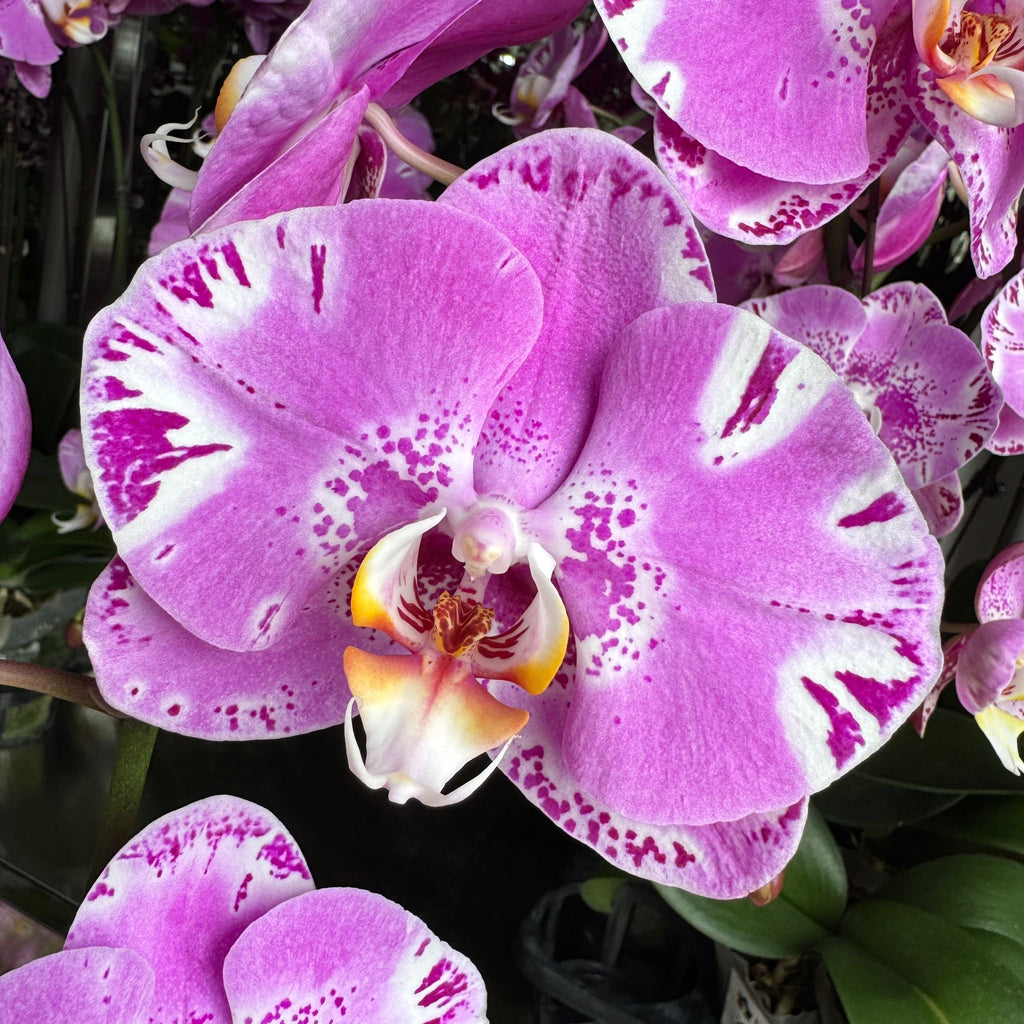 $19.90 Christmas Orchid Sprint! [ WITH PINK POT | LIVE SPECIAL | Single Orchids ]