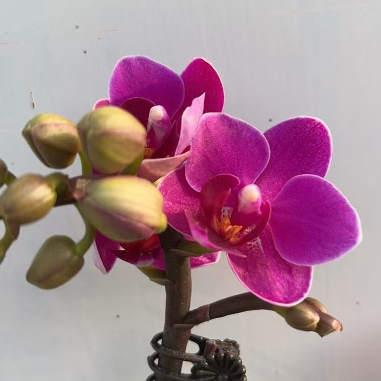 CNY Live Orchid Special [ *YELLOW* POT | CNY Specials ]