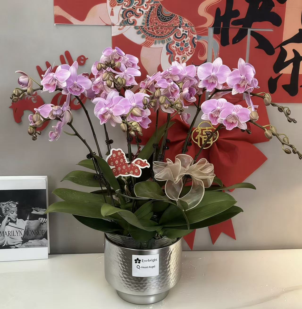 CNY Live Orchids in Silver Pots [LIVESTREAM SPECIAL]