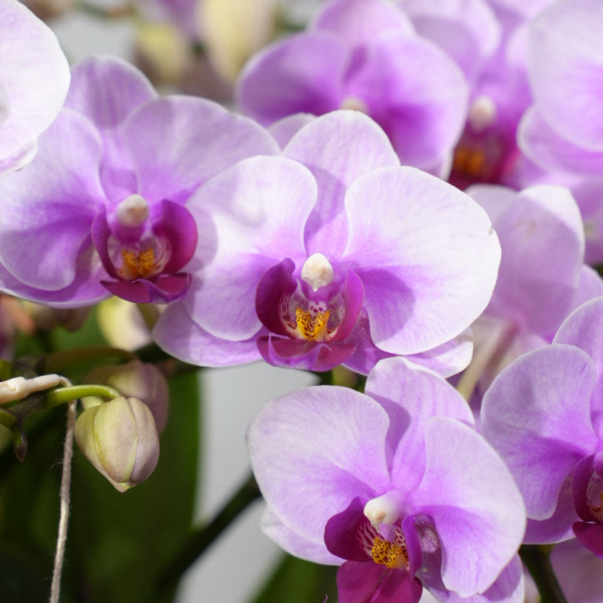 Blushing Harmony [ Baby Pink | est. 45 cm Height | Live Orchids ]