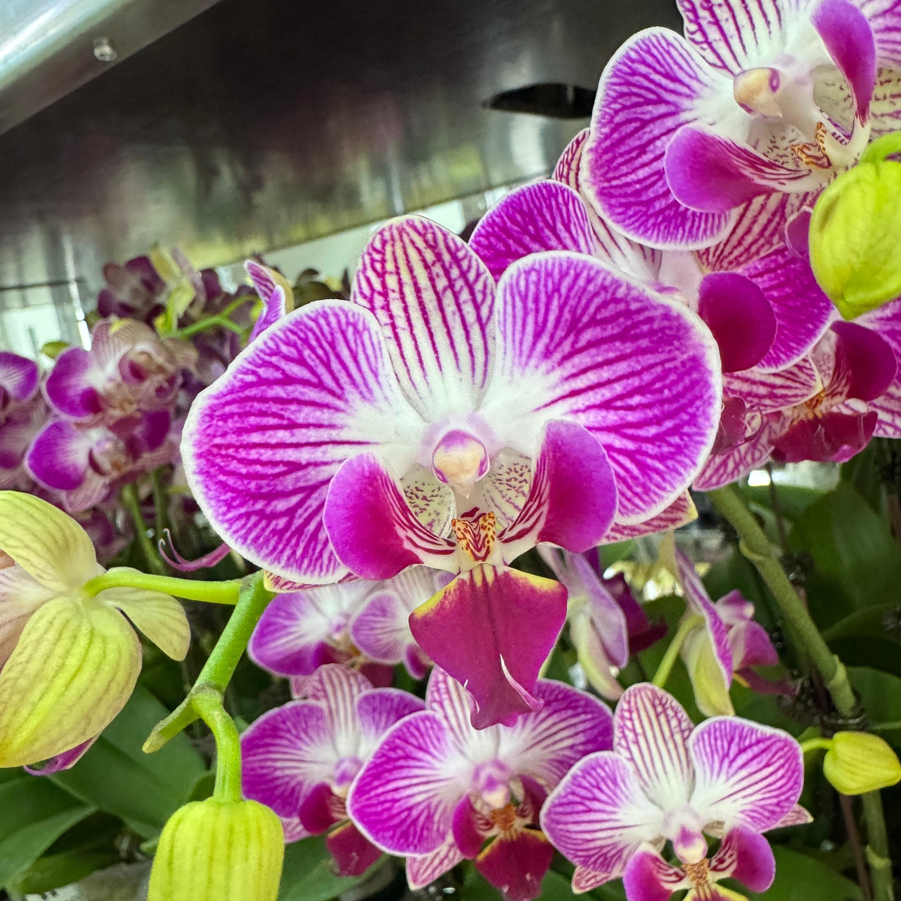 CNY Live Orchid Special [ *YELLOW* POT | CNY Specials ]