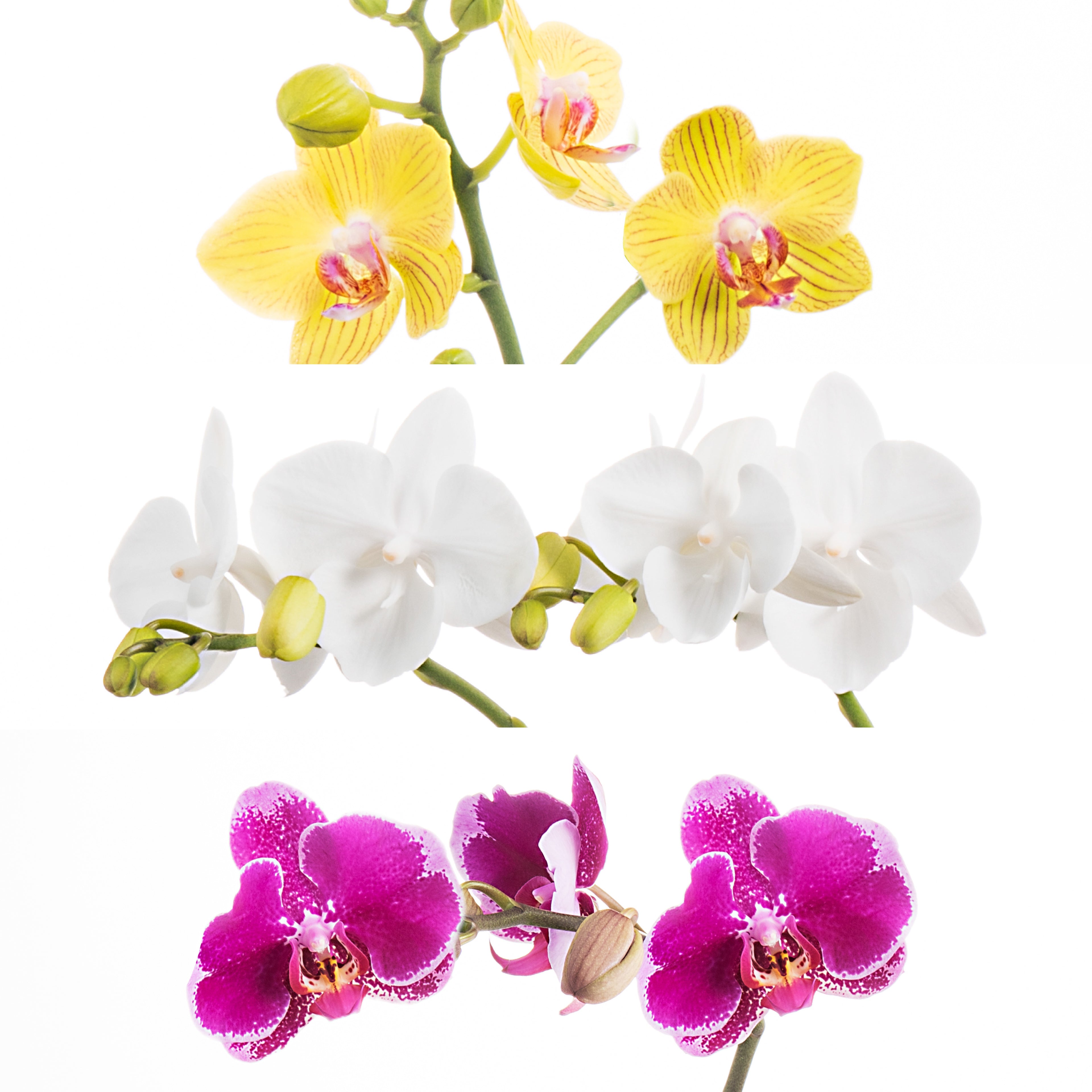 3 Favourites Bundle [ Take Five, Little Pearl, Your Majesty ]