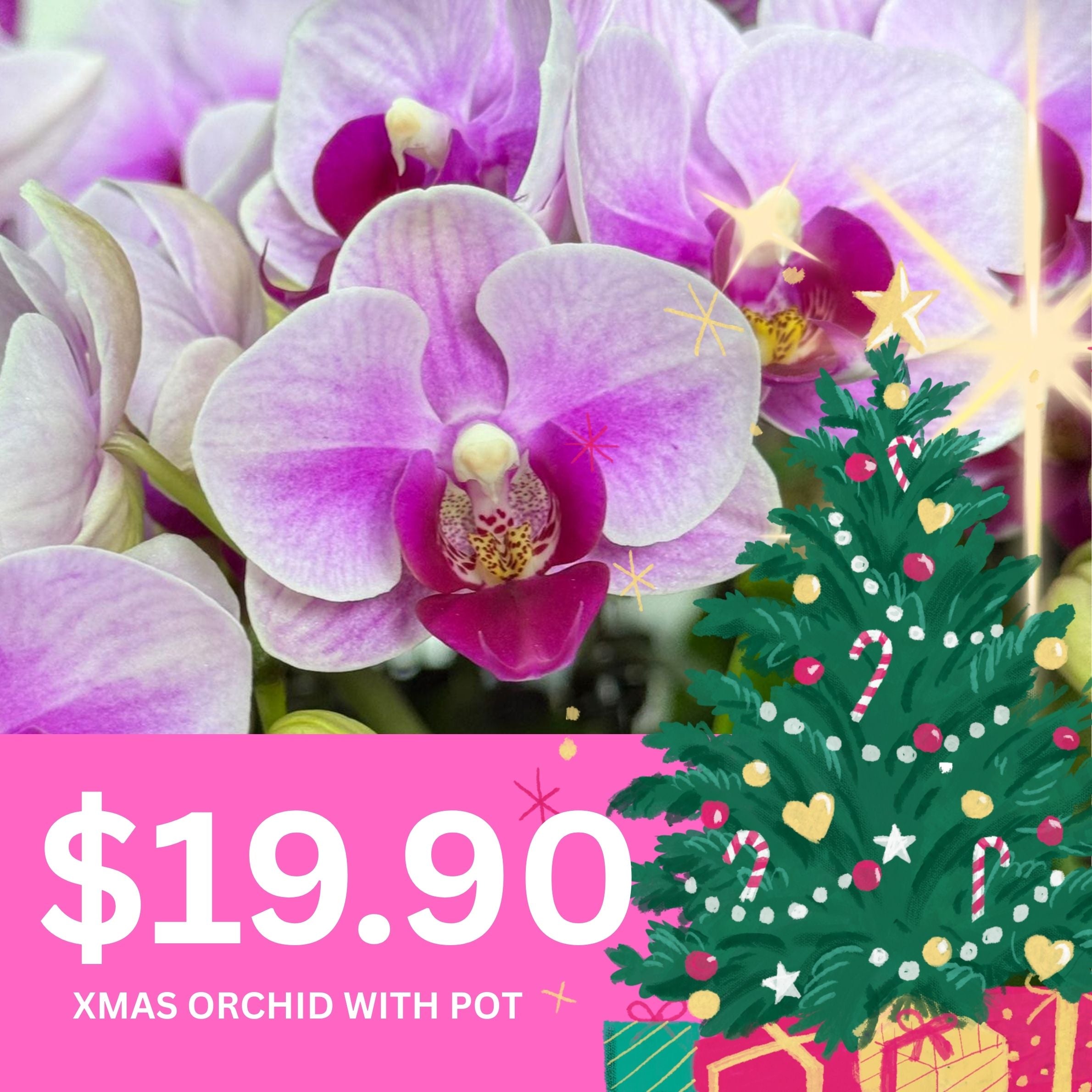 $19.90 Christmas Orchid Sprint! [ WITH PINK POT | LIVE SPECIAL | Single Orchids ]