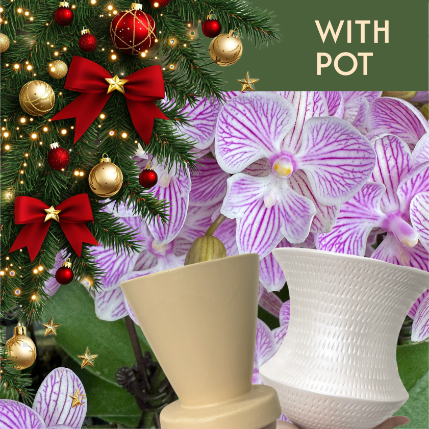 $22.8 Christmas Orchid Sprint! [ SELECT YOUR POT | LIVE SPECIAL | Single Orchids ]