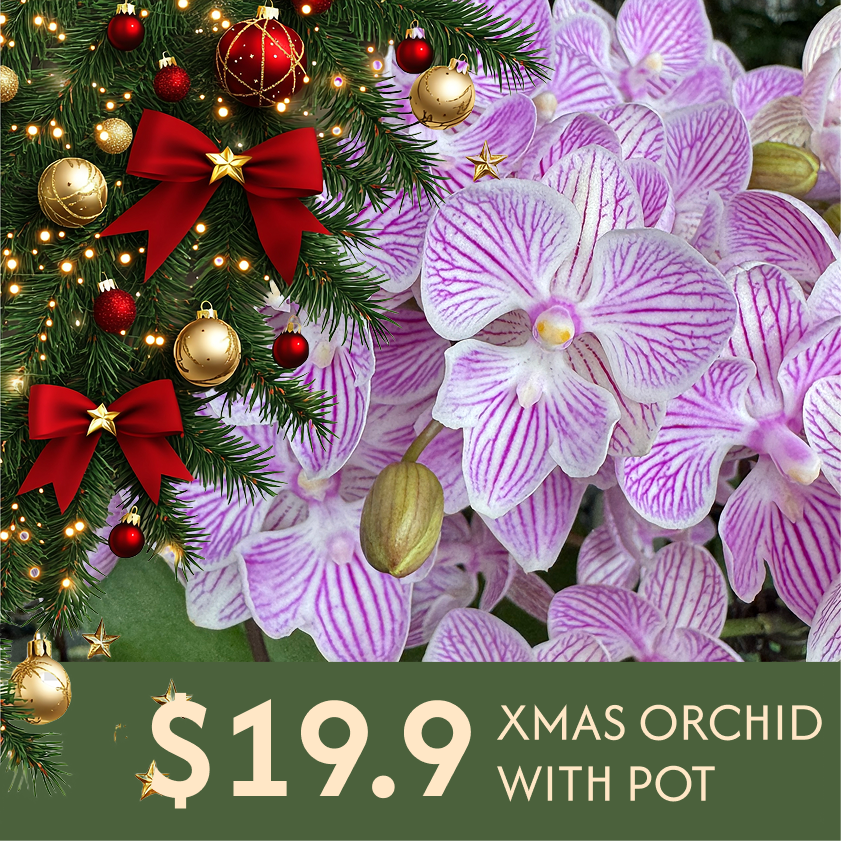 $19.9 Christmas Orchid Sprint! [ SELECT YOUR POT | LIVE SPECIAL | Single Orchids ]